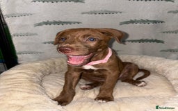 Mixed Breed dogs for sale: Beautiful pups for sale  - Image 4