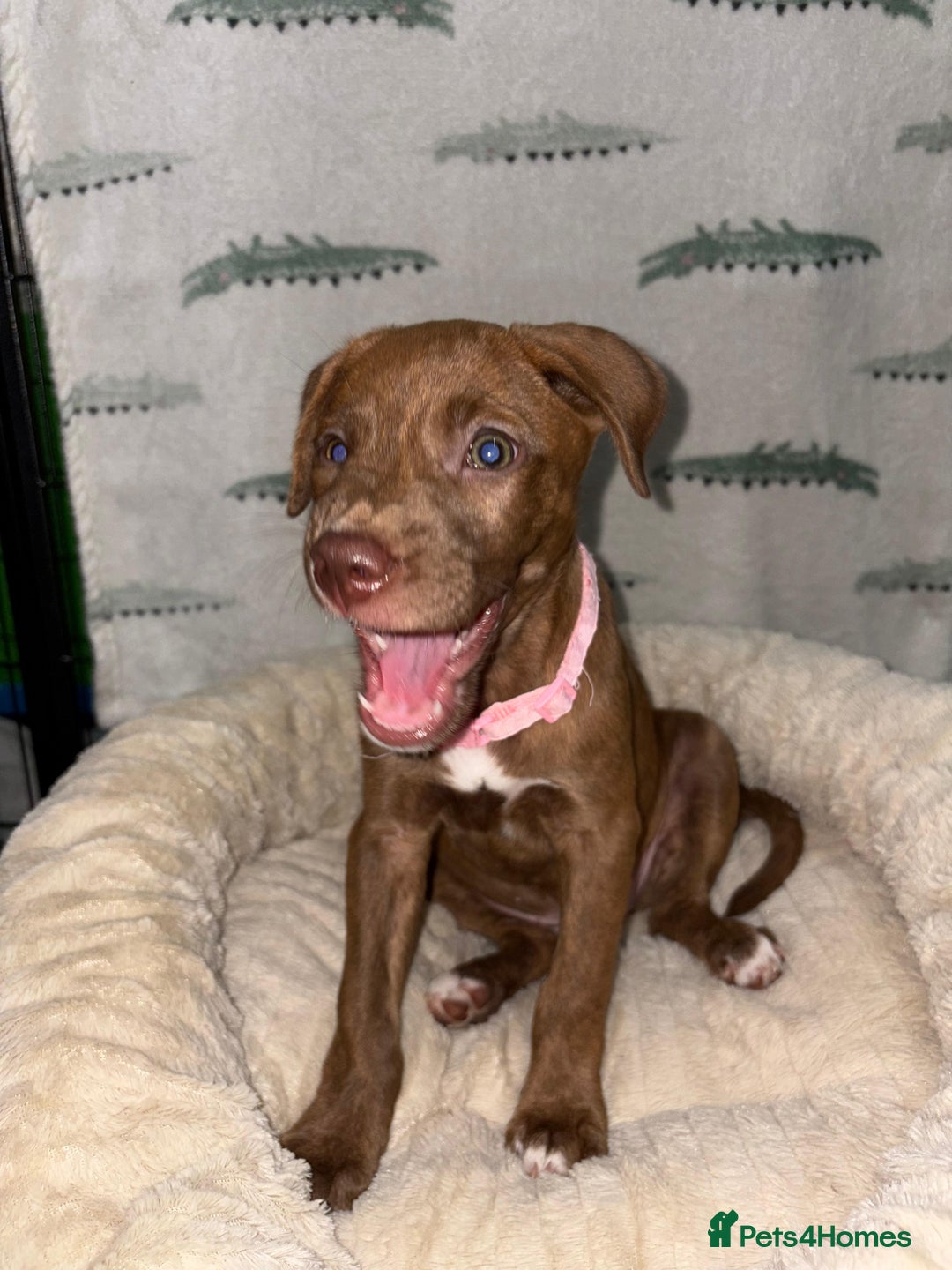 Mixed Breed dogs for sale: Beautiful pups for sale  - Image 4