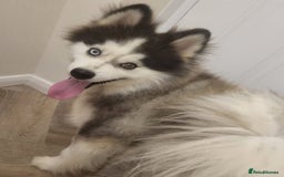 Pomsky dogs for sale:  toy size multi-generational pomsky puppies  - Image 23