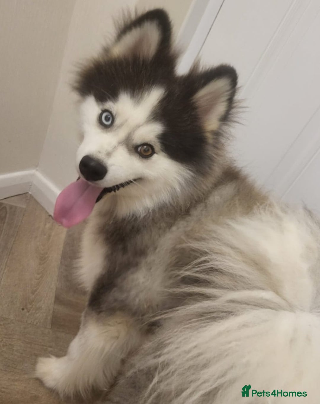 Pomsky dogs for sale:  toy size multi-generational pomsky puppies  - Image 23