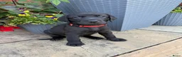 Labrador Retriever dogs for sale: 5 gorgeous Labrador puppies  in Cardiff - Advert 4