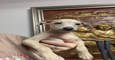 Italian Greyhound dogs - Advert 3