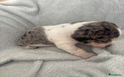 Mixed Breed dogs for sale: Unique mixed breed - Image 24