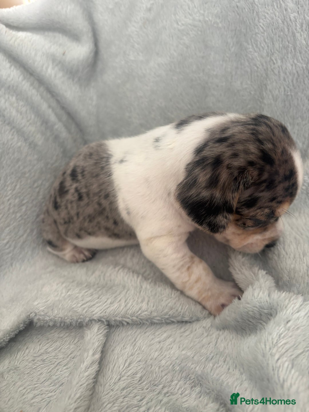 Mixed Breed dogs for sale: Unique mixed breed - Image 24