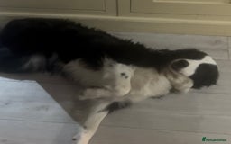 Border Collie dogs for sale: Bryndau Minnie - Image 2