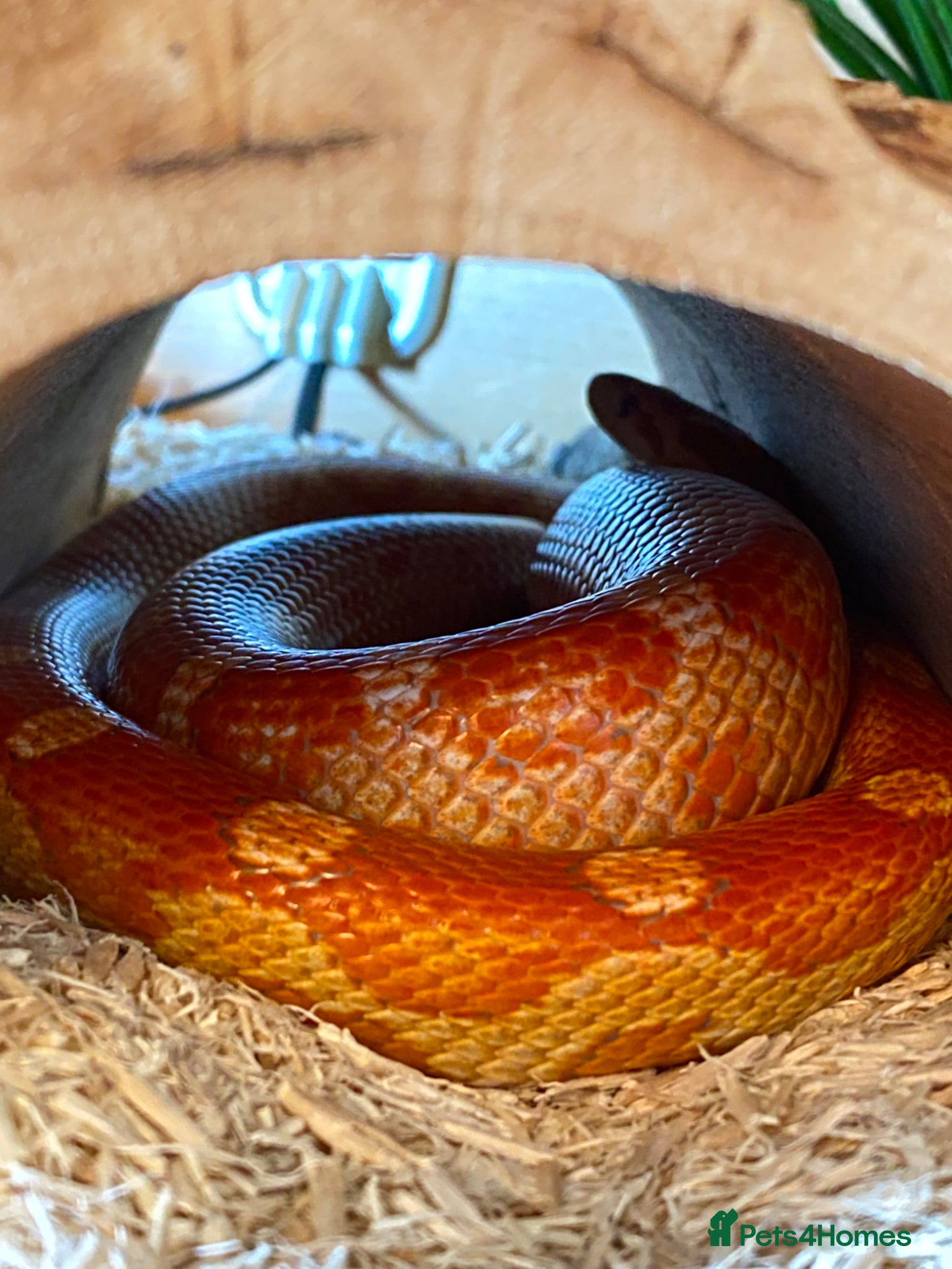 Corn Snake reptiles Soup - Ultramal corn snake  - Advert 1