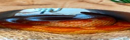 Corn Snake reptiles for sale: Soup - Ultramal corn snake  - Advert 1