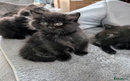 Persian cats for sale: British Persian  - Image 4