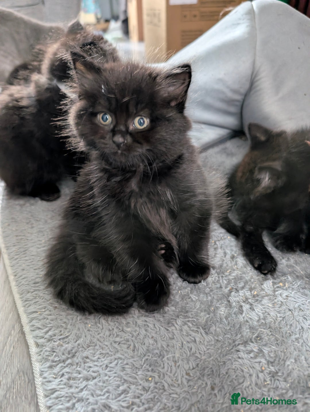 Persian cats for sale: British Persian  - Image 4