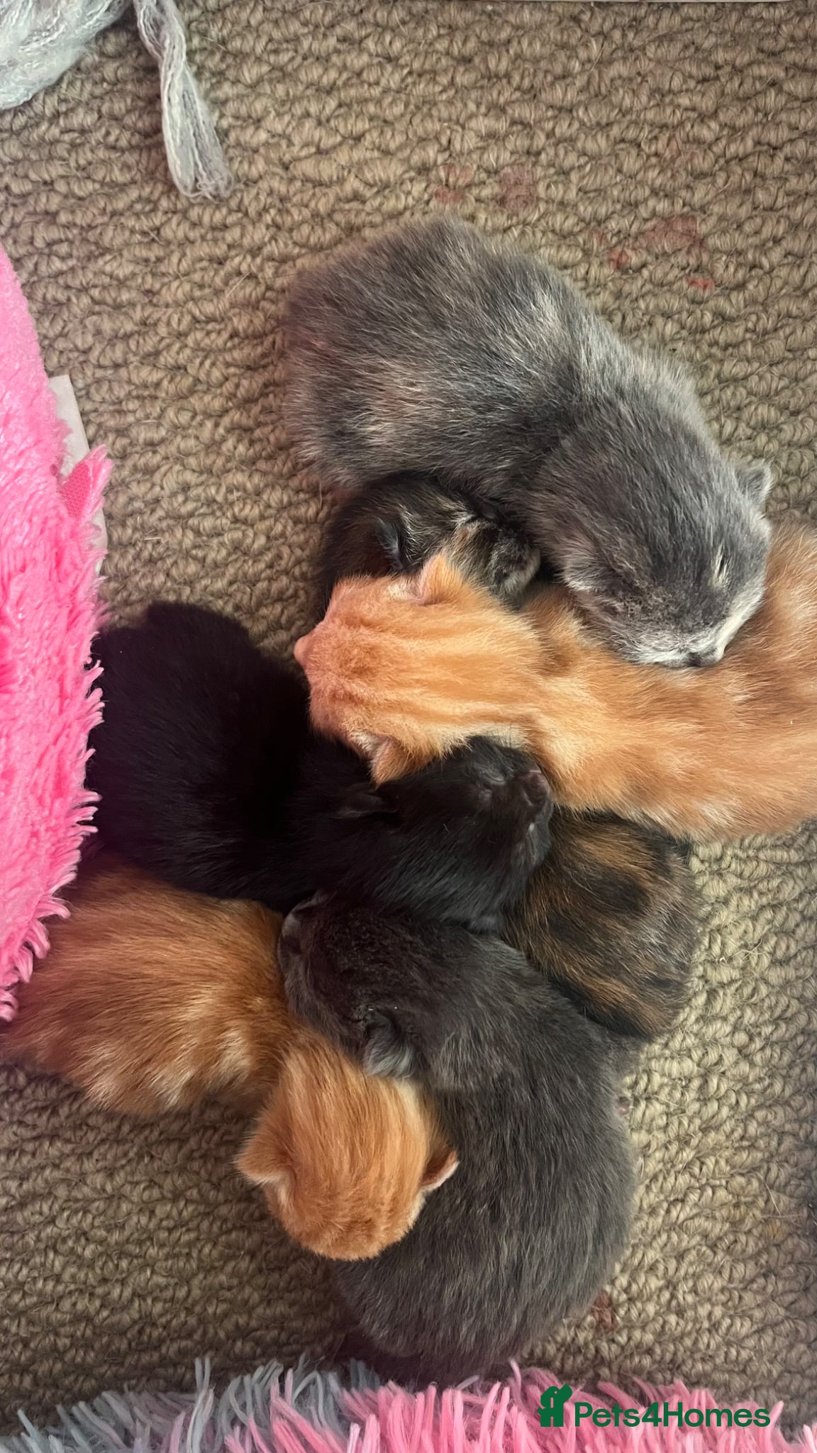 Mixed Breed cats Beautiful Kittens for sale  - Advert 1