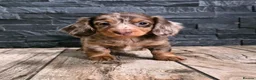 Miniature Dachshund dogs for stud: **RogueRoyales Stud Cartier** PRA Clear  - Advert 28