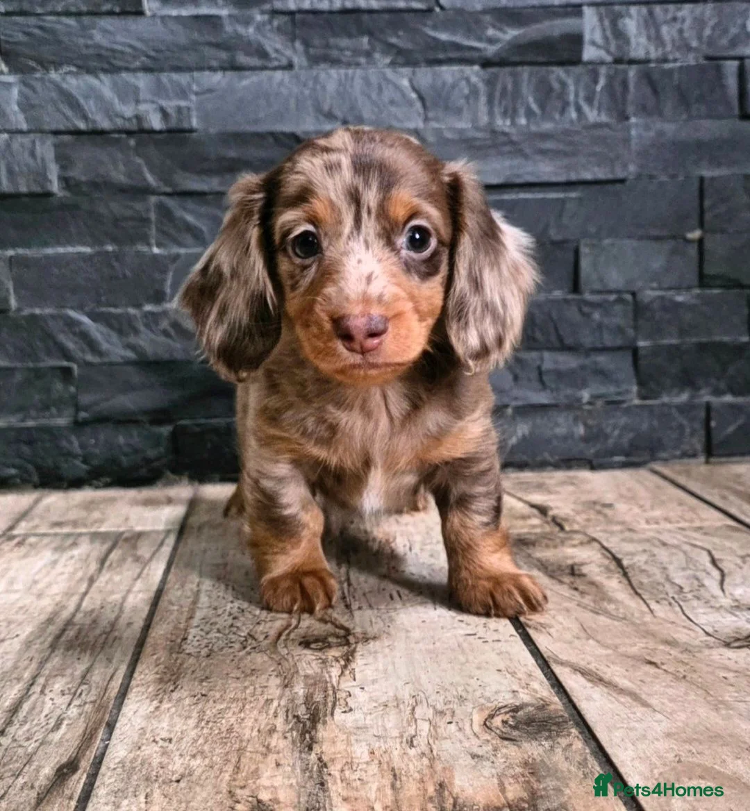 Miniature Dachshund dogs for stud: **RogueRoyales Stud Cartier** PRA Clear  - Advert 28