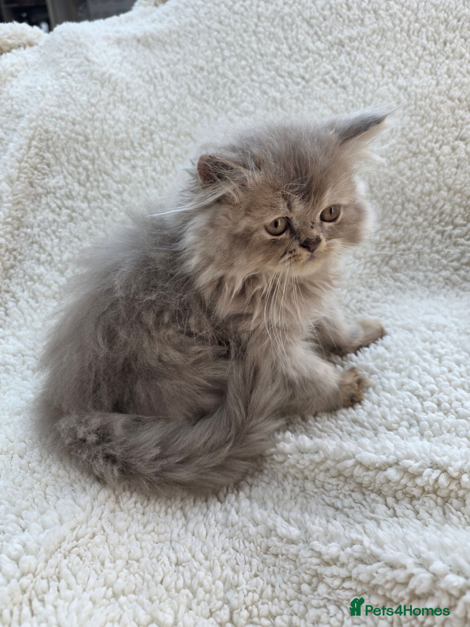 Persian cats Could Misty Be Your Perfect Persian Kitten? - Advert 1