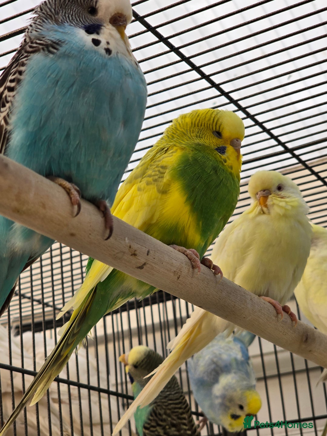 Budgerigars birds for sale: Young budgies for sale.  - Advert 5