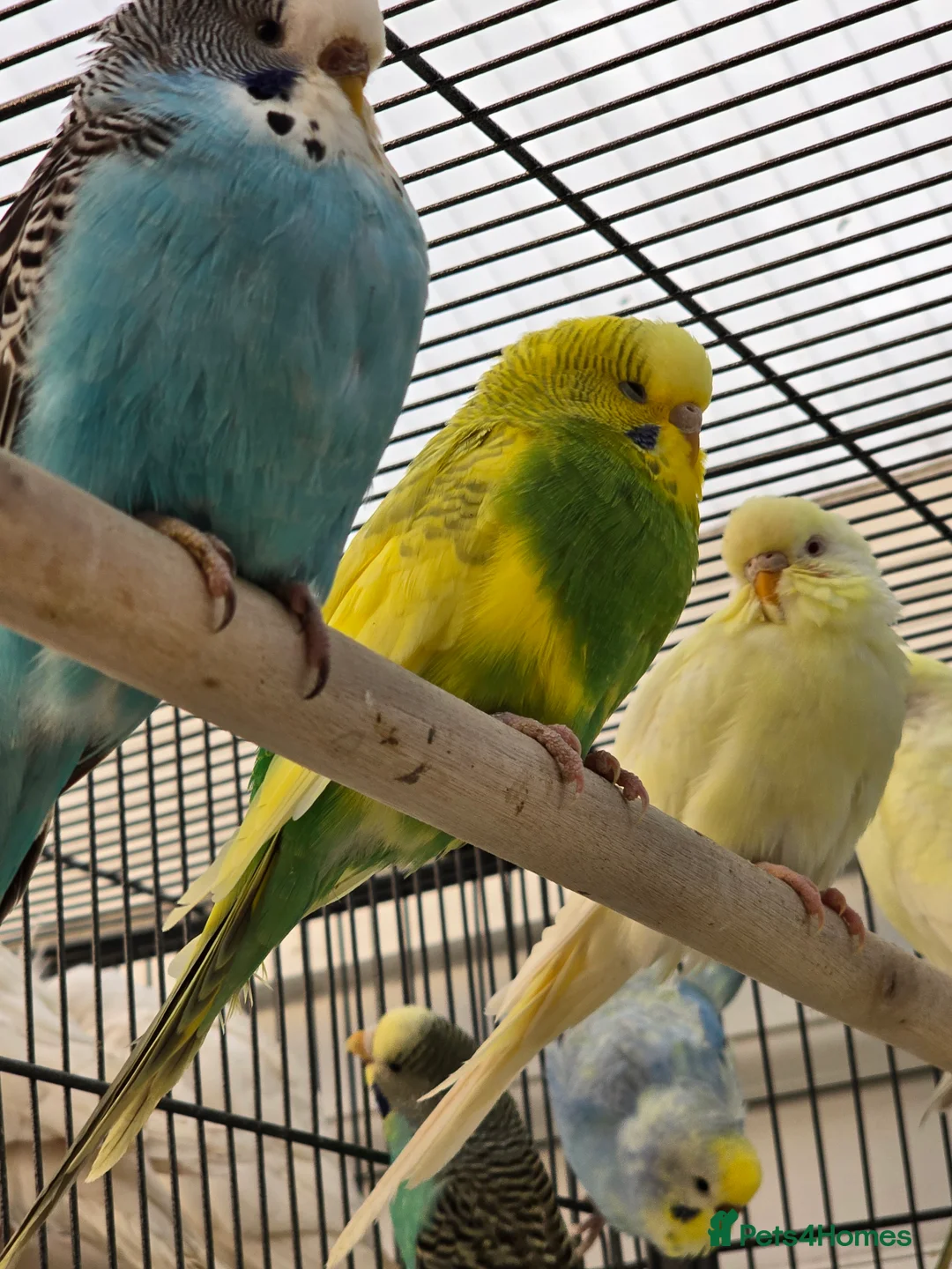 Budgerigars birds for sale: Young budgies for sale.  - Advert 5