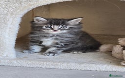 Maine Coon cats for sale: 2 stunning 3/4 Maine Coon boys - Image 2