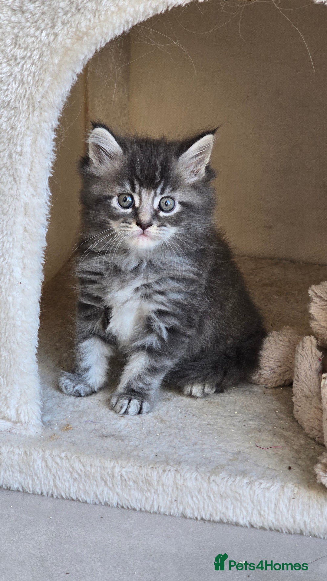 Maine Coon cats for sale: 2 stunning 3/4 Maine Coon boys - Image 2