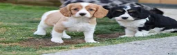 Cavapoo dogs for sale: COCKERLIERPOO puppies for sale - Advert 11