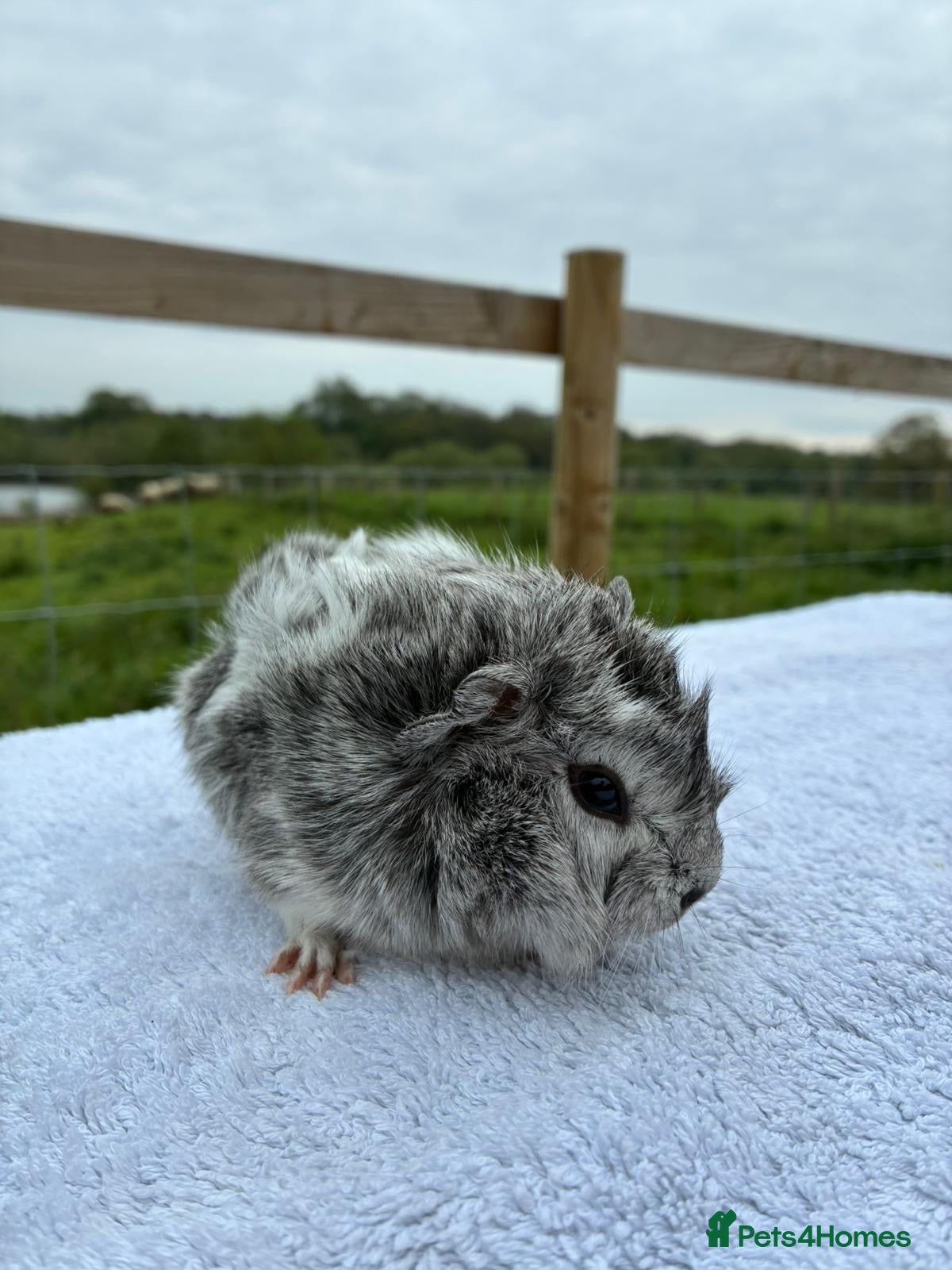 Guinea Pig rodents Baby guinea pigs for sale  - Advert 2