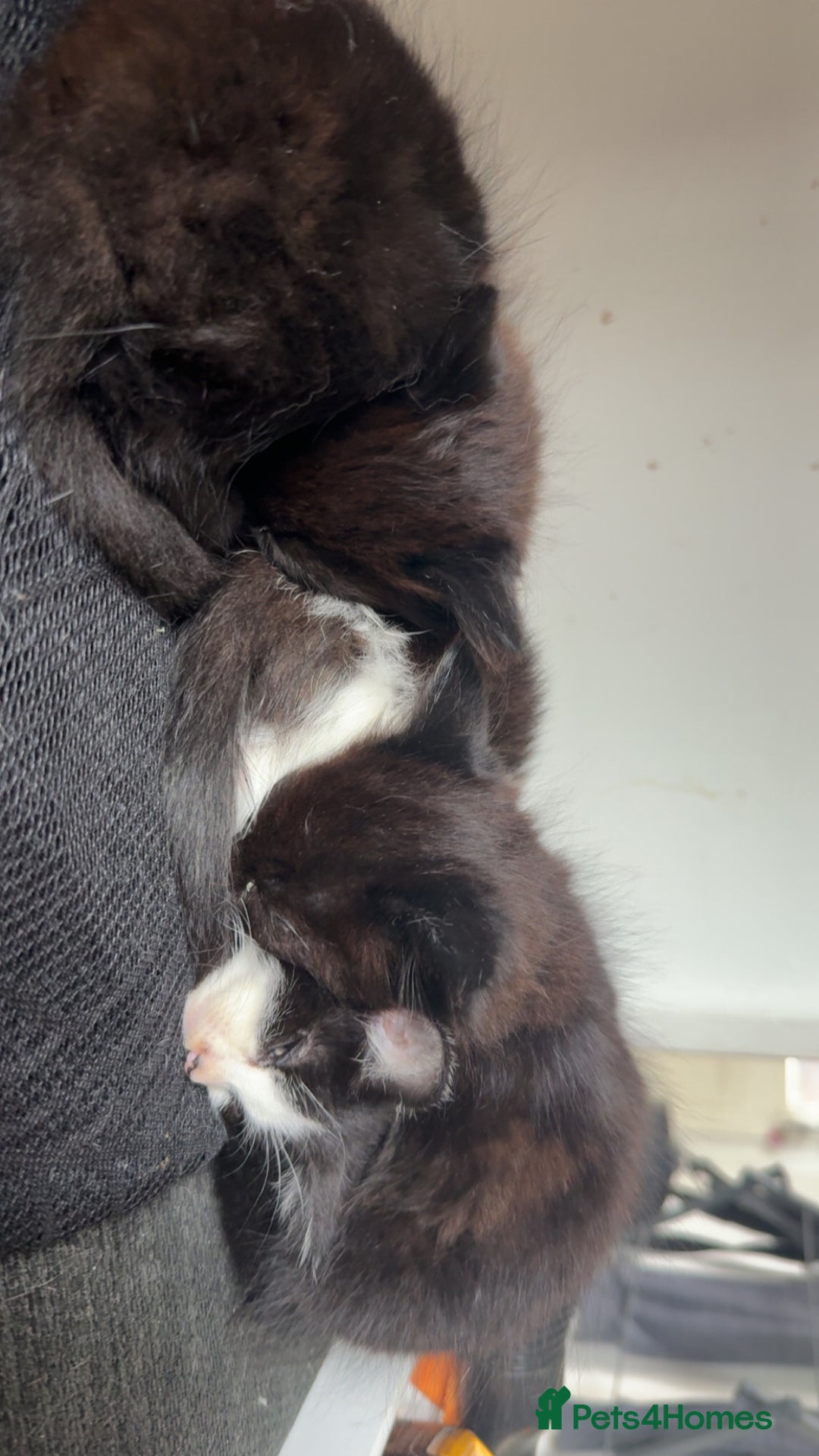 Mixed Breed cats for sale: 3 Kittens for sale  - Image 1