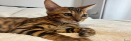 Bengal cats for sale: Champion bloodline Bengal kittens - Advert 11