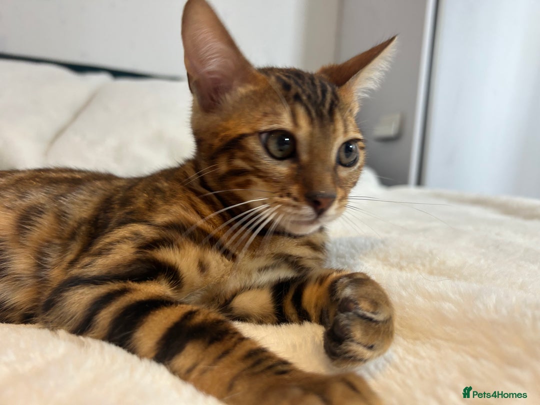 Bengal cats for sale: Champion bloodline Bengal kittens - Advert 11