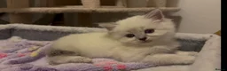 Persian cats for sale: Persian-Ragdoll Kittens - Affectionate and Fluffy - Advert 29