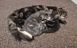 Mixed Breed cats for sale: Kittens ready to find homes - Image 4