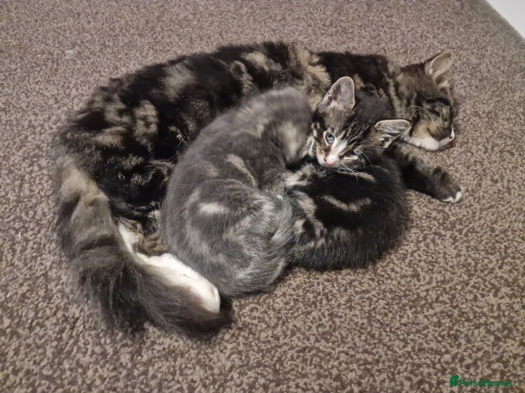 Mixed Breed cats for sale: Kittens ready to find homes - Image 4