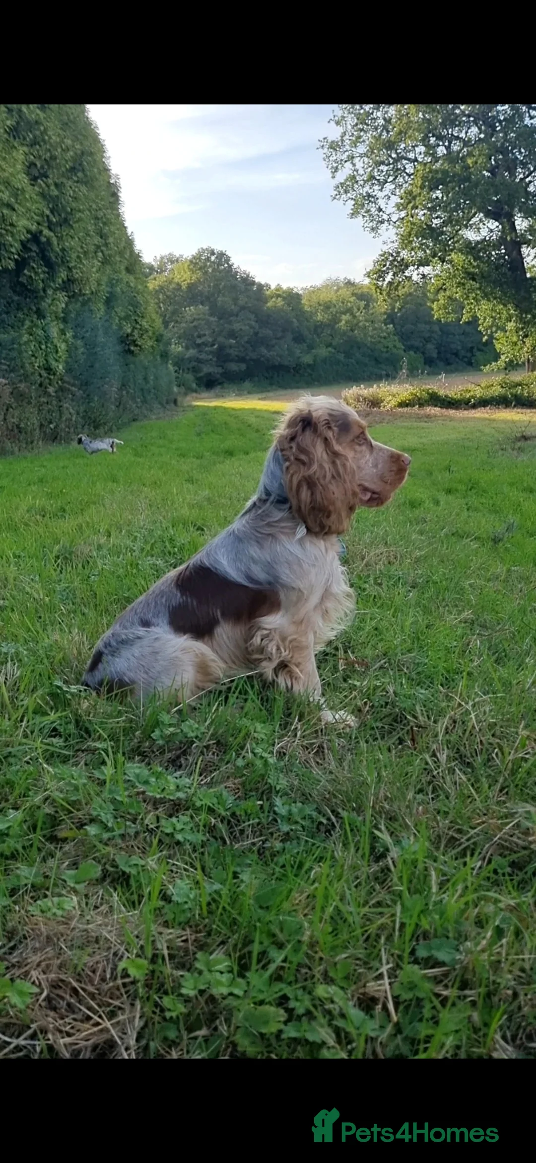 Cocker Spaniel dogs for stud: Health Tested Chocolate Sable Roan Show Type  - Advert 1