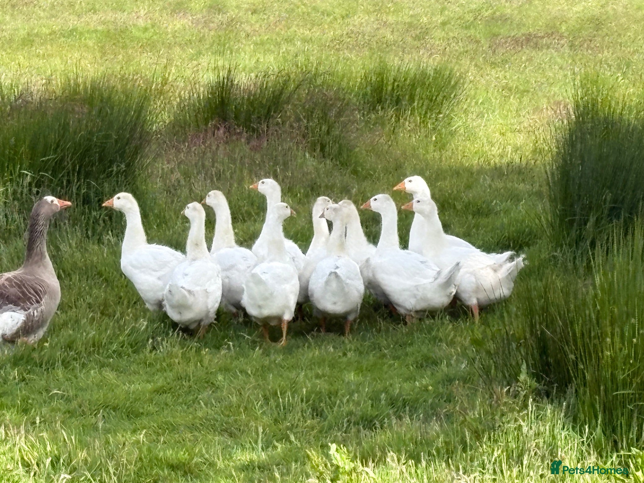 Geese poultry Goslings Geese for sale - Advert 1