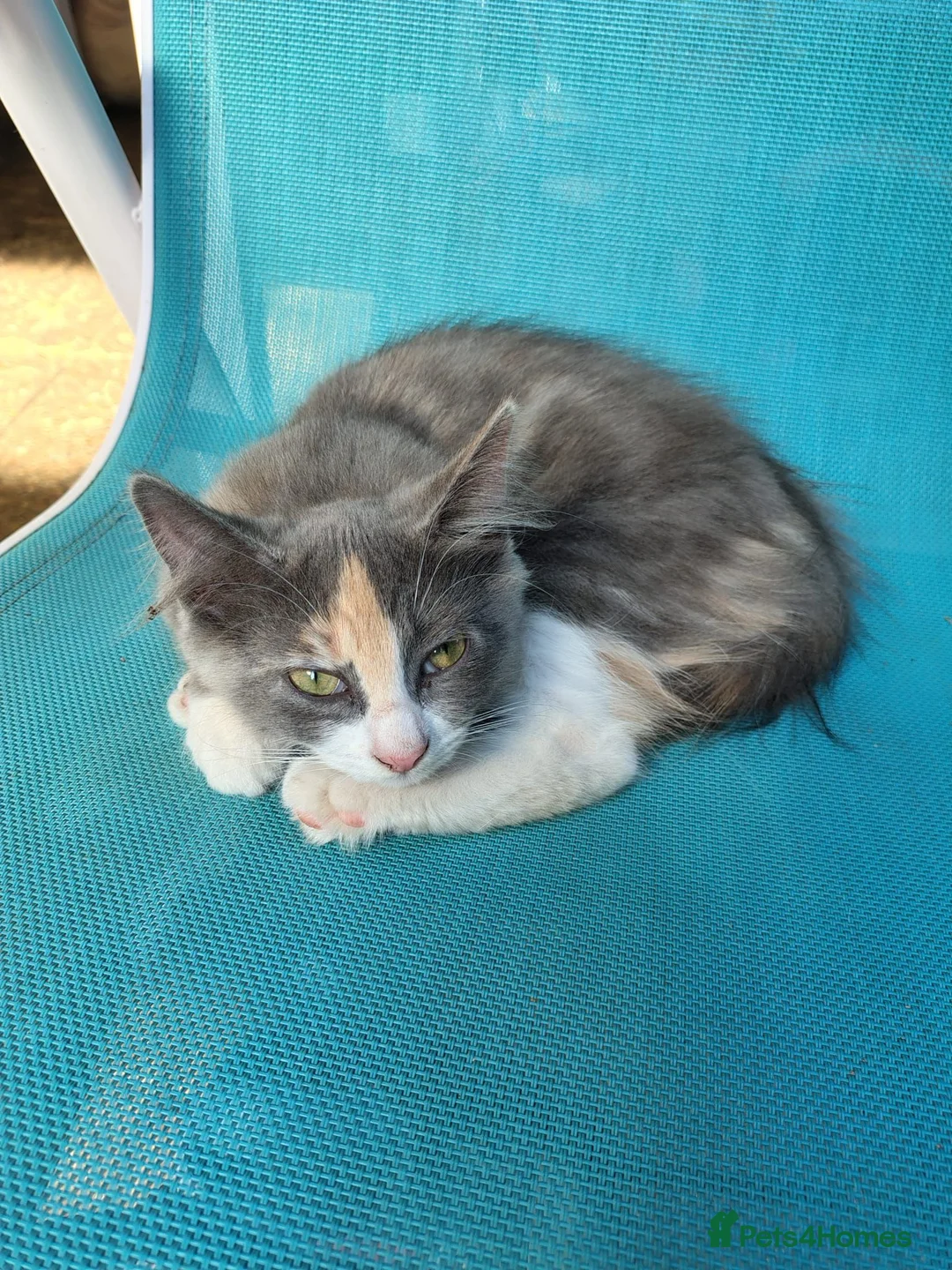 Mixed Breed cats for sale: Kittens looking for there forever homes  - Advert 1