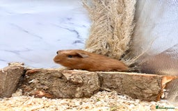 Guinea Pig rodents for sale: Multiple baby guinea pigs 💗 - Image 5