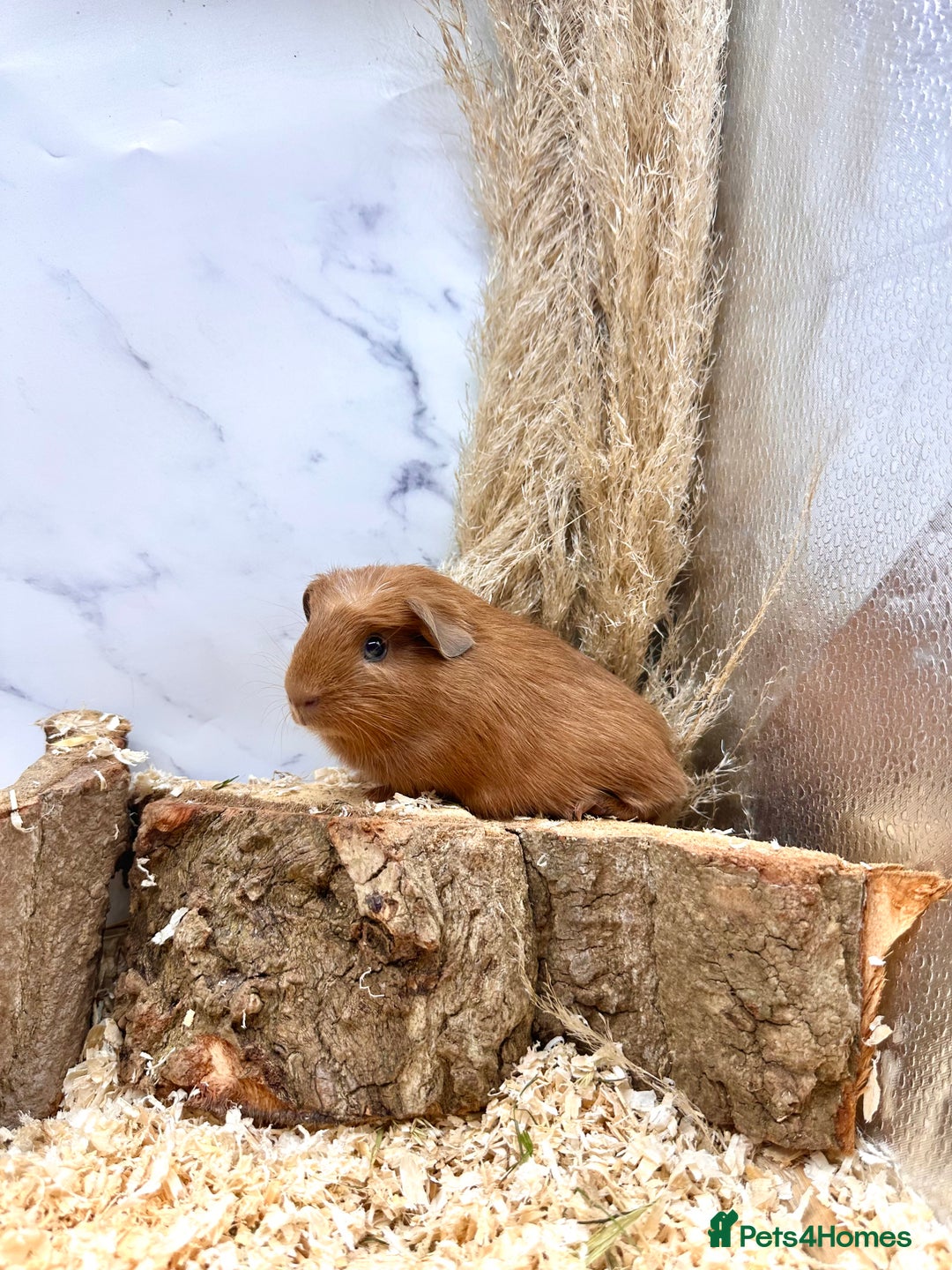 Guinea Pig rodents for sale: Multiple baby guinea pigs 💗 - Image 5