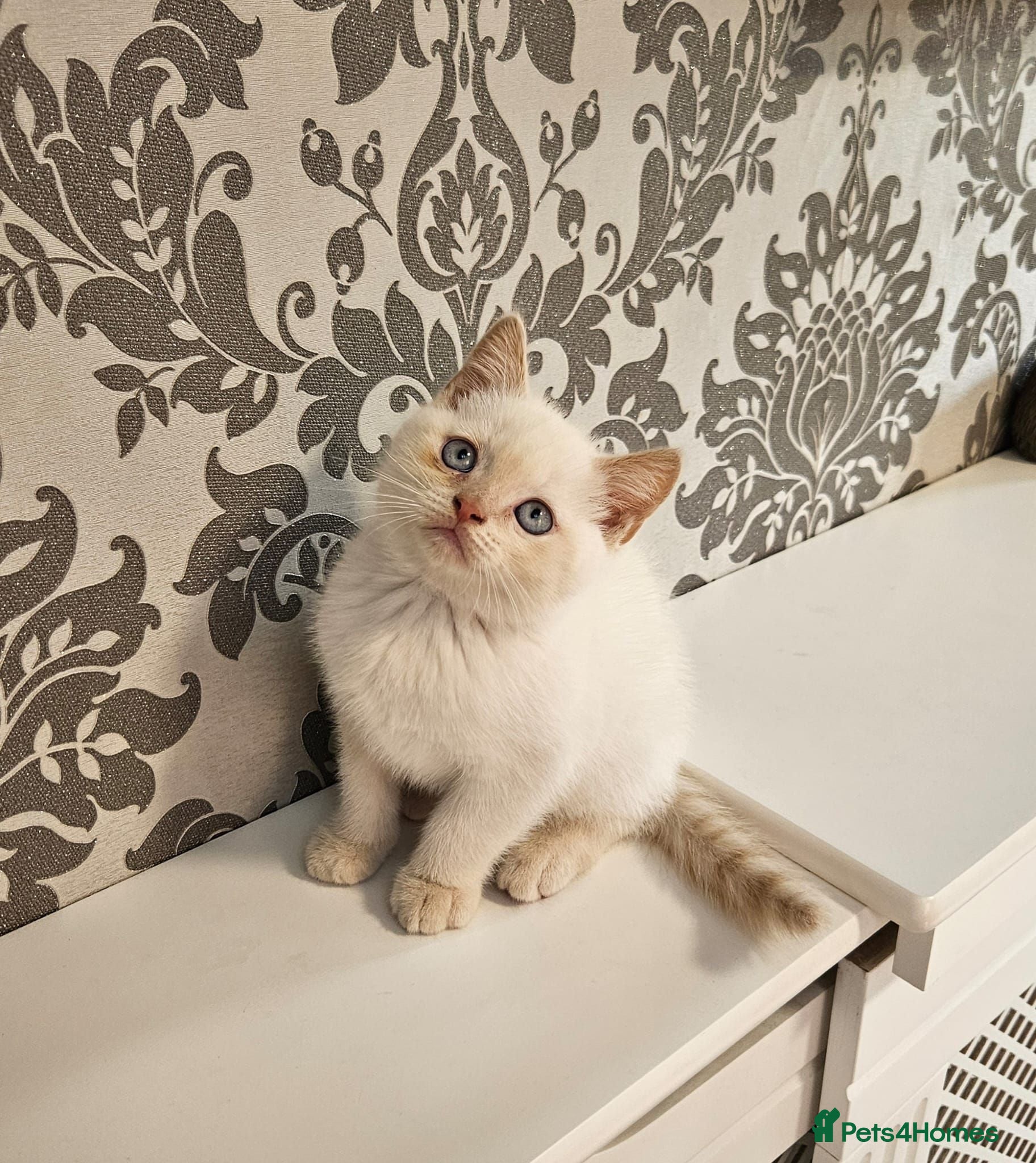 British Shorthair cats Blue eyes Flame Point British Shorthair kitten - Advert 1