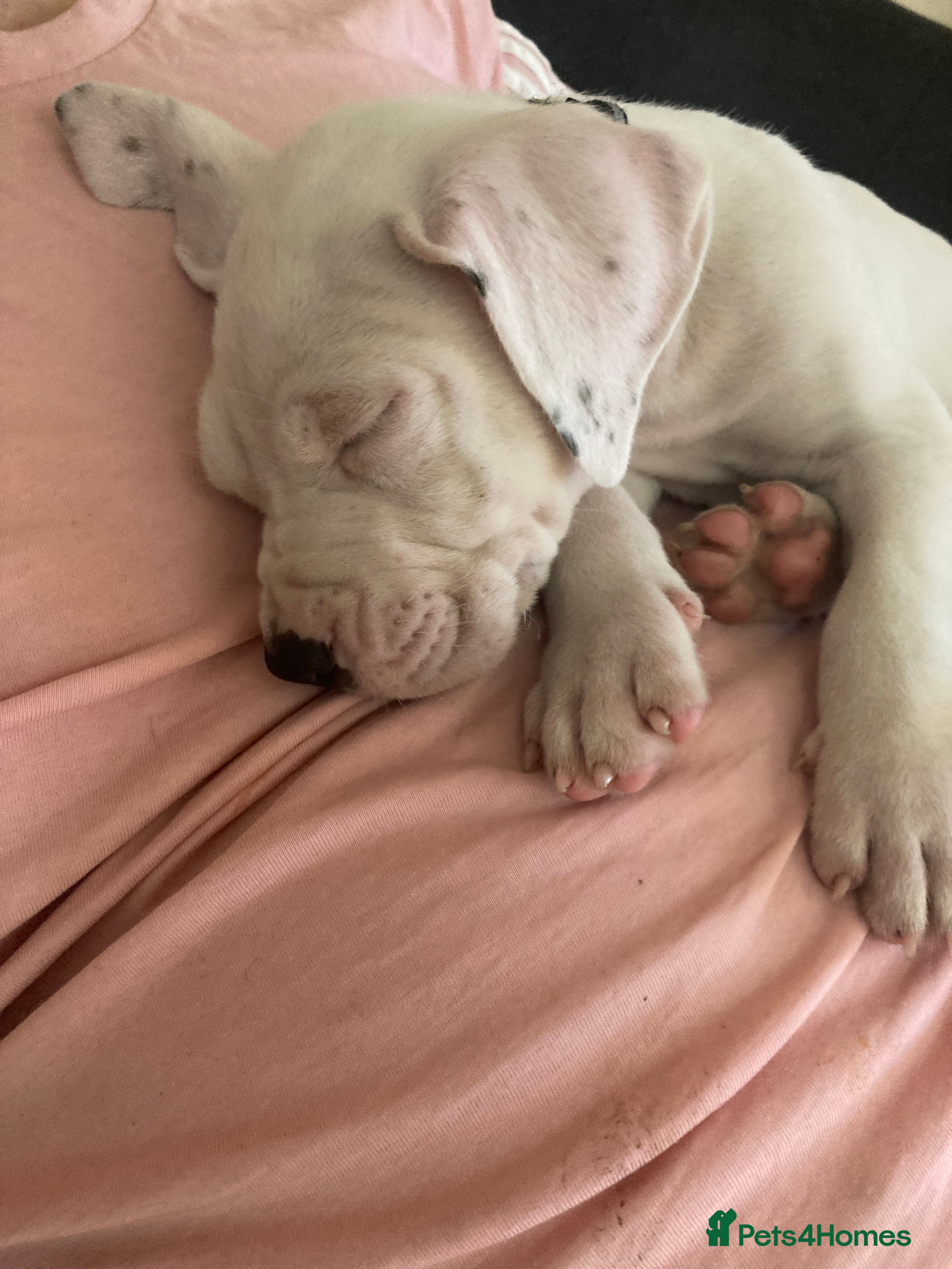 Mixed Breed dogs Mastiff x Staffy READY TO GO TO FOREVER HOME - Advert 4