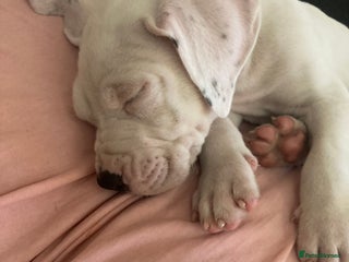 Mixed Breed dogs Mastiff x Staffy READY TO GO TO FOREVER HOME - Advert 4