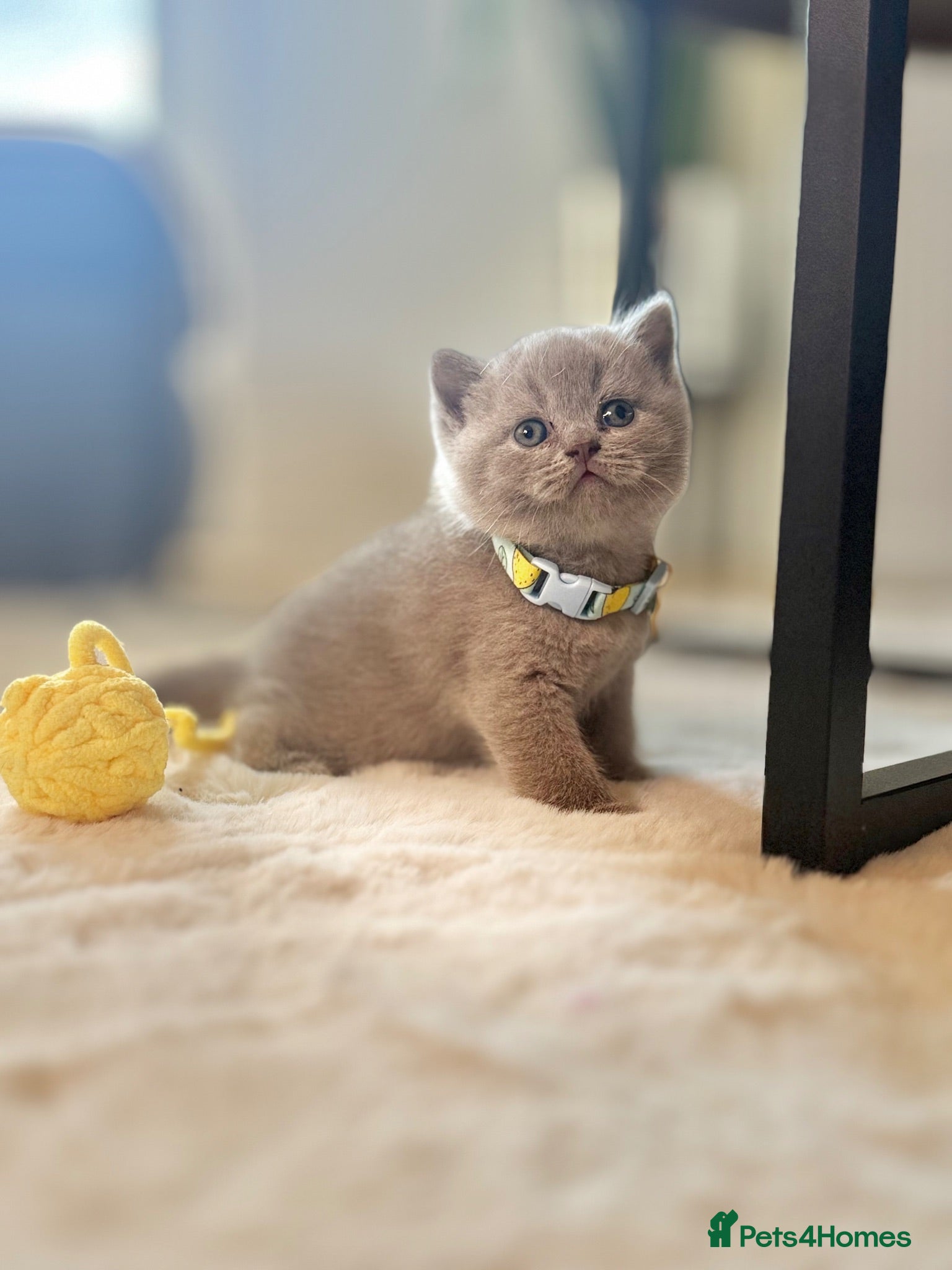 Scottish Fold cats Scottish fold - Advert 2