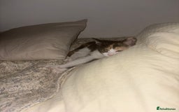American Shorthair cats for sale: 8 month old kitten for sale  - Image 3