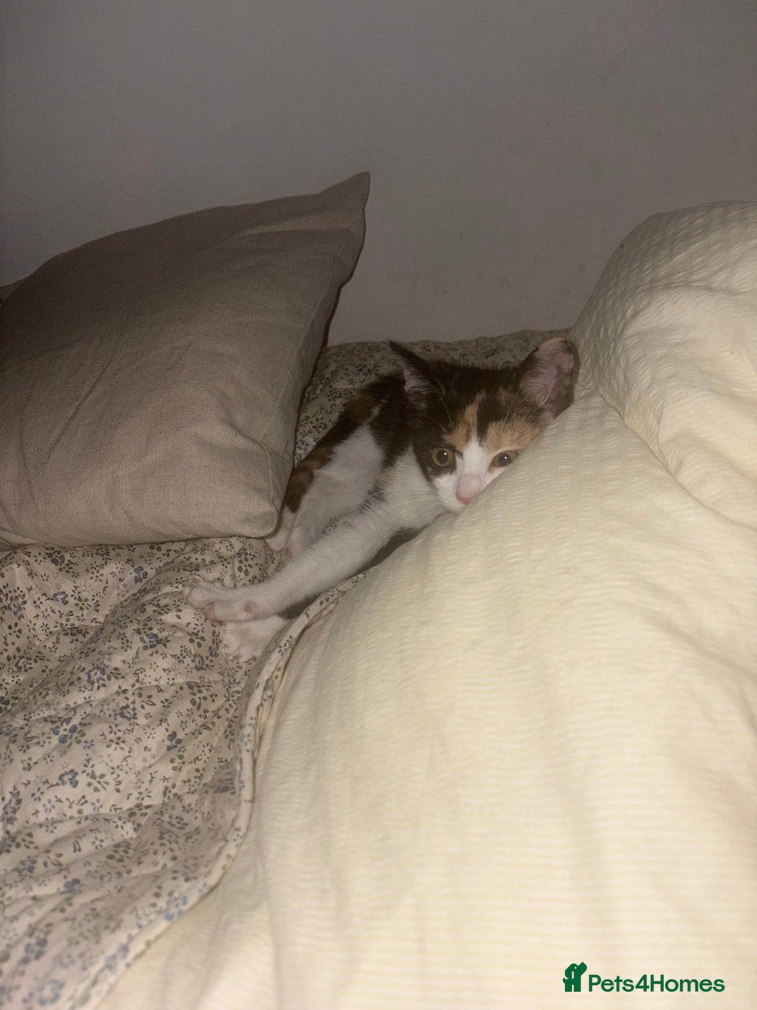 American Shorthair cats for sale: 8 month old kitten for sale  - Image 3