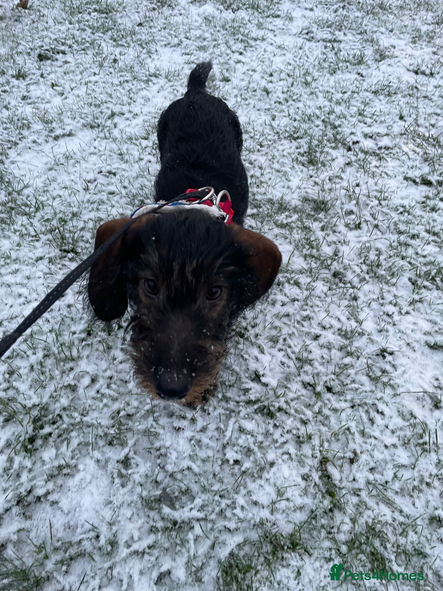 Dachshund dogs Wire haired dachshund  - Advert 6