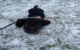 Dachshund dogs for sale: Wire haired dachshund  - Image 1
