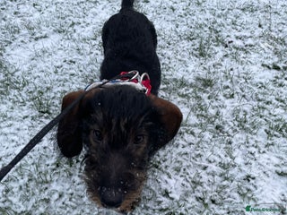 Dachshund dogs - Advert 13