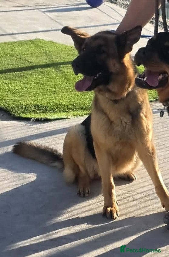 German Shepherd dogs TULLY 3yr old German Shepherd - Advert 1