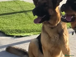 German Shepherd dogs TULLY 3yr old German Shepherd - Advert 1
