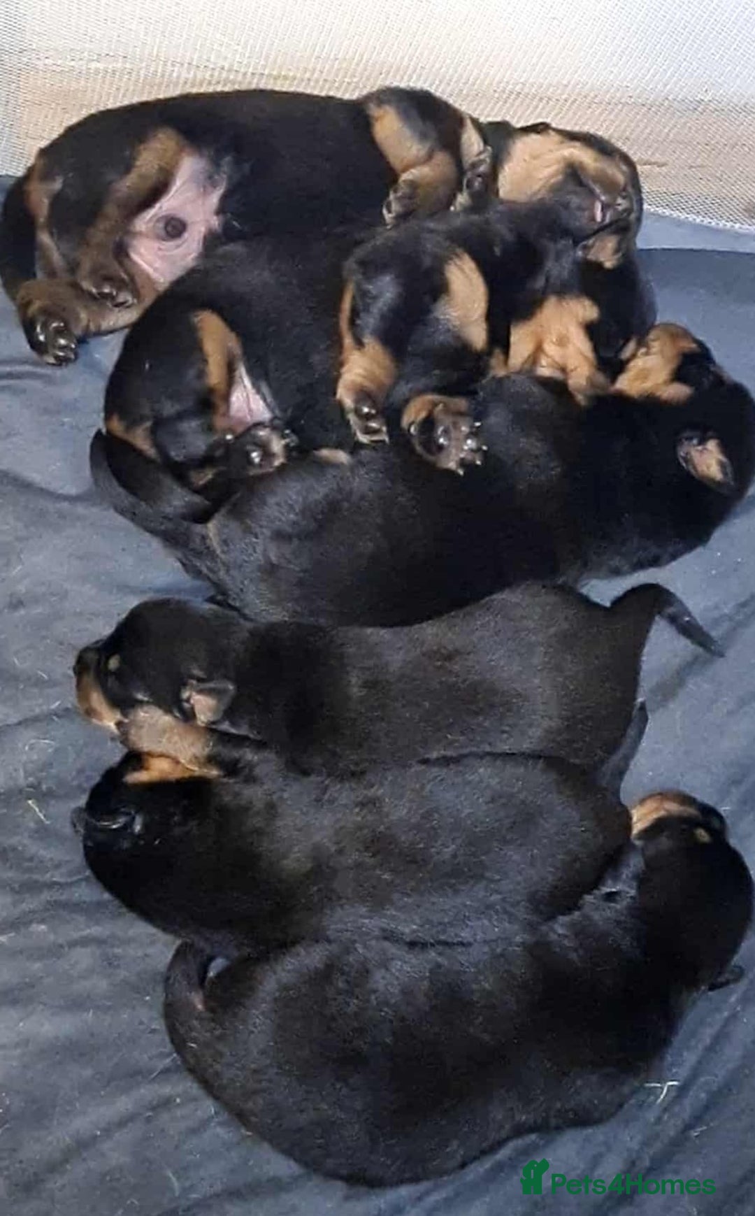 Rottweiler dogs for sale: Beautiful rottweiler puppys  - Image 3