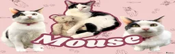 Domestic Shorthair cats for sale: Mouse - looking for her retirement home - Advert 1