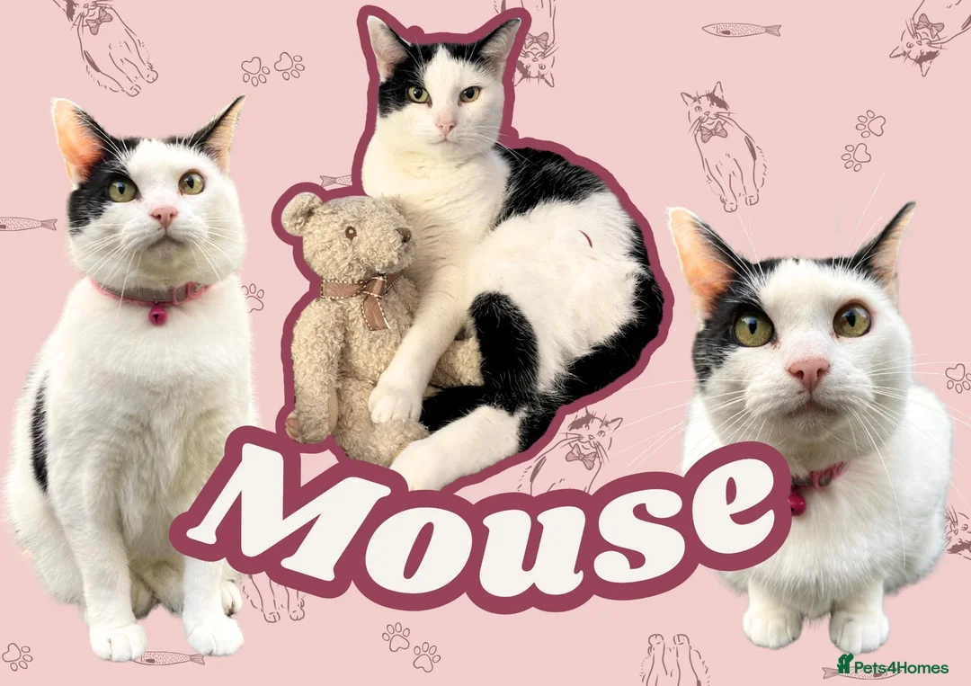 Domestic Shorthair cats for sale: Mouse - looking for her retirement home - Advert 1