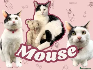 Domestic Shorthair cats Mouse - looking for her retirement home - Advert 4