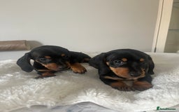 Miniature Dachshund dogs for sale: Miniature dachshund girl puppy  - Image 10